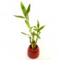 Super Sale Juniper Bonsai Tree with Fisherman Figure