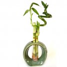 Super Sale Chinese Elm Bonsai Tree