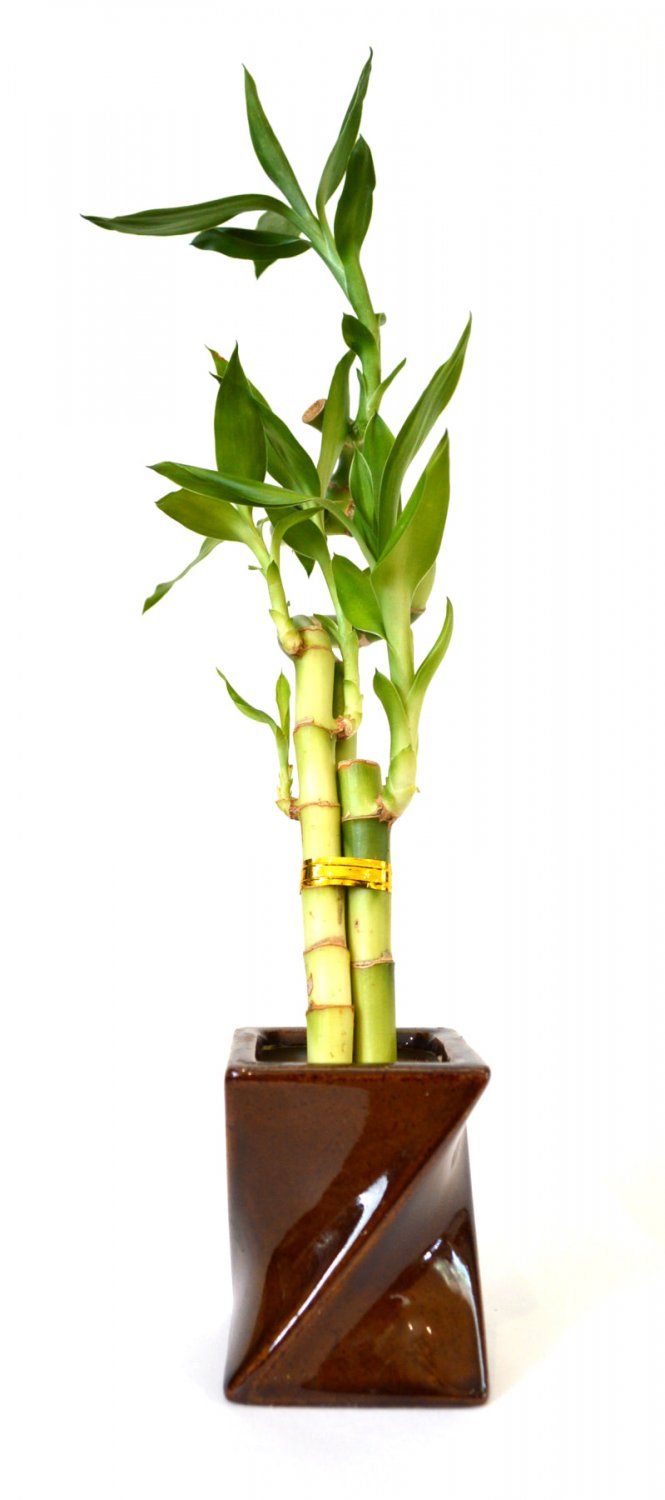 Super Sale Zen Reflections Juniper Bonsai