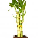Super Sale Zen Reflections Juniper Bonsai