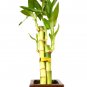 Super Sale Zen Reflections Juniper Bonsai