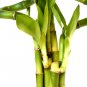 Super Sale Lucky Bamboo Elegant Twist with Glass Vase and Pebbles