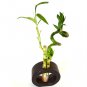 Super Sale Pomegranate Tree Gallon Container