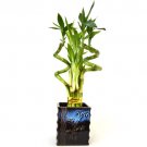 Super Sale Bay Laurel Plant One Gallon