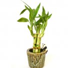 Super Sale Staghorn FernHanging Basket EXOTIC Platycerium
