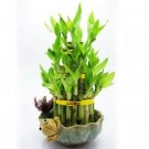 Super Sale White Rabbit's Foot Fern Davallia Easter Plant