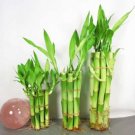 Super Sale Strong Fragrant Michelia Alba Live Plant