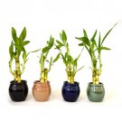 Super Sale Lucky Bamboo Spiral Style Hollow Ceramic Vase