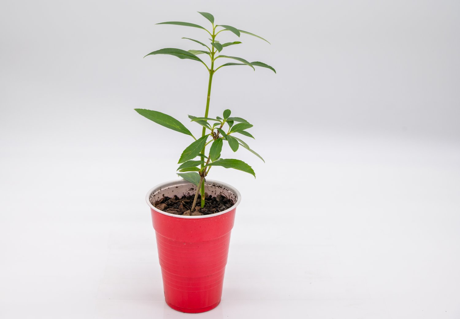 Forsythia Plant Starter Easy To Grow Starter Easy To Grow