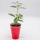 Forsythia Plant Starter Easy To Grow Starter Easy To Grow