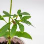 Forsythia Plant Starter Easy To Grow Starter Easy To Grow