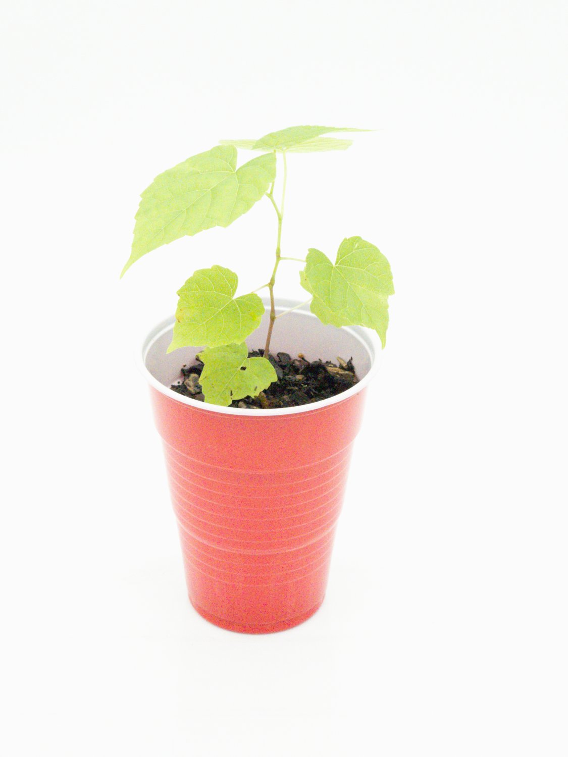 Wild Grape Vine Vitis Riparia Starter Easy To Grow