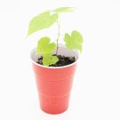 Wild Grape Vine Vitis Riparia Starter Easy To Grow
