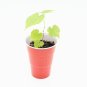 Wild Grape Vine Vitis Riparia Starter Easy To Grow