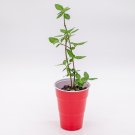 Purpleleaf Wintercreeper Euonymus fortunei 'Coloratus' Starter Easy To Grow