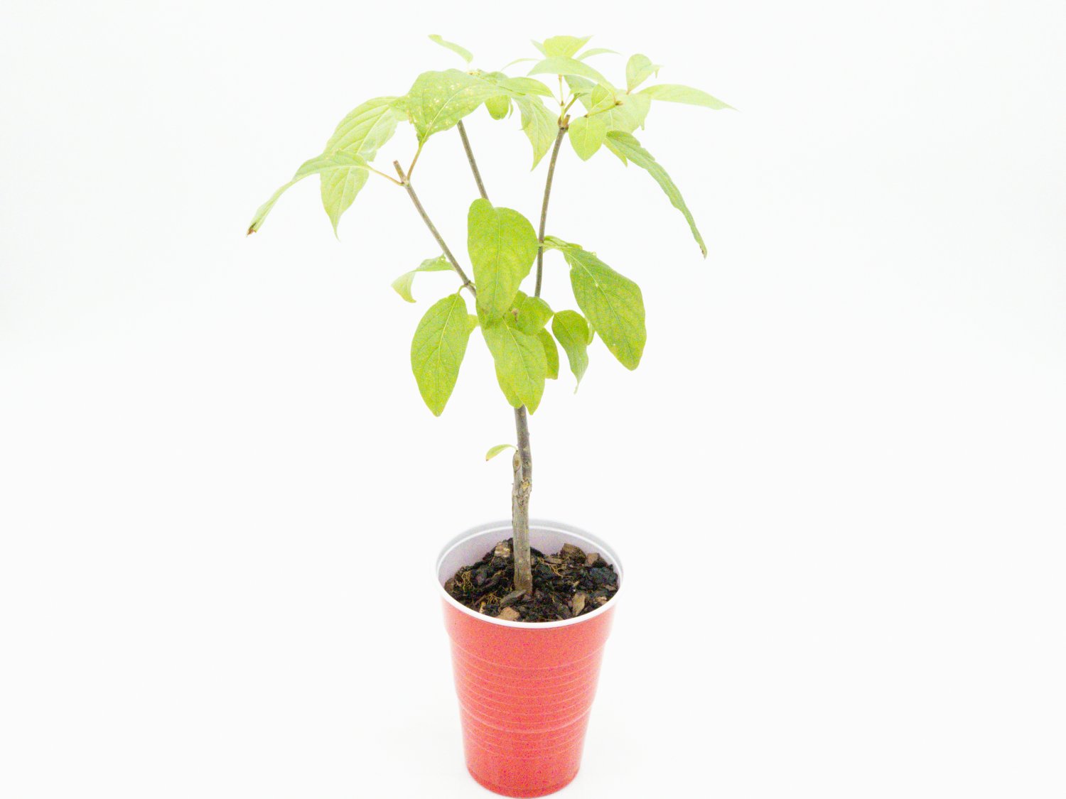 Buttonbush Shrub Cephalanthus occidentalis Starter Easy To Grow