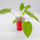 Goldsturm Black Eyed Susan Plant Rudbeckia Goldsturm Starter Easy To Grow