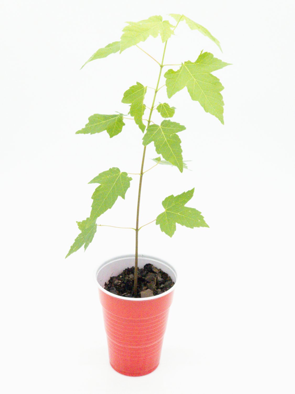 Silver Maple Tree Acer saccharinum Starter Easy To Grow