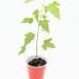 Silver Maple Tree Acer saccharinum Starter Easy To Grow
