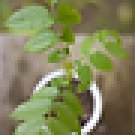 Black Walnut Tree Juglans Nigra Starter Easy To Grow