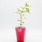 American Plum Prunus Americana Starter Easy To Grow