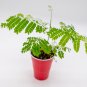 Royal Poinciana Tree Delonix regia Starter Easy To Grow
