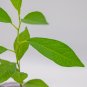 Osage Orange Tree Maclura pomifera Starter Easy To Grow