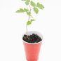 Fragrant Sumac Tree Rhus aromatica Starter Easy To Grow