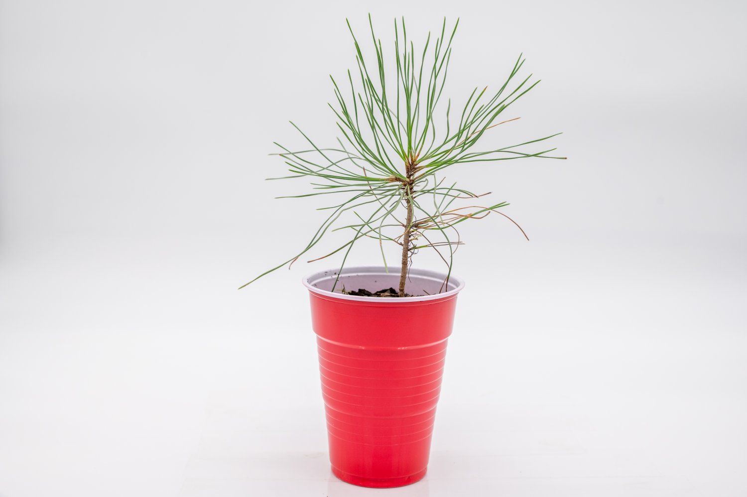 Austrian Pine Tree Healthy seedling Pinus Nigra Starter Easy To Grow