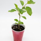 American Plum Fresh seedling Prunus Americana Starter Easy To Grow