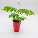 Royal Poinciana Tree large seedling Delonix regia Starter Easy To Grow