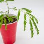 Mimosa Tree small healthy seedling Albizia Julibrissin Starter Easy To Grow