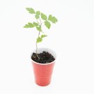 Fragrant Sumac Tree healthy seedling Rhus aromatica Starter Easy To Grow