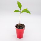 Pecan Tree Carya illinoinensis Starter Easy To Grow