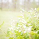 Nikko Slender Deutzia Deutzia gracilis 'Nikko' Shrub Starter Easy To Grow
