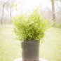 Nikko Slender Deutzia Deutzia gracilis 'Nikko' Shrub Starter Easy To Grow