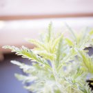 Russian Sage Perovskia atriplicifolia Starter Easy To Grow