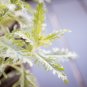 Russian Sage Perovskia atriplicifolia Starter Easy To Grow