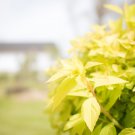 Goldmound Spirea Starter Easy To Grow