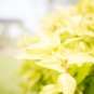 Goldmound Spirea Starter Easy To Grow