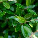 Dwarf Yaupon Holly Ilex vomitoria 'Nana' Starter Easy To Grow