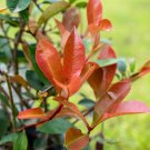 Fraser's Photinia Plant Photinia x fraseri Starter Easy To Grow