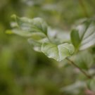 Crimson Doll Lilac Shrub Syringa 'Grecrimdoll' Starter Easy To Grow