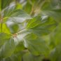 Crimson Doll Lilac Shrub Syringa 'Grecrimdoll' Starter Easy To Grow