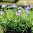 Lavender Phlox Phlox hybrida Starter Easy To Grow