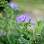 Lavender Phlox Phlox hybrida Starter Easy To Grow