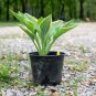 Regal Splendor Hosta Hosta Starter Easy To Grow