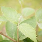 Fragrant Viburnum Starter Easy To Grow