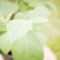 Fragrant Viburnum Viburnum x juddii Starter Easy To Grow