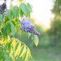 Staked Amethyst Falls Wisteria Vine Starter Easy To Grow
